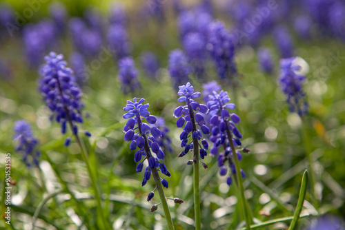 Purple hyacinth, Muscari racemosum, many flowers in grass, spring blooming, shallow depth of field, bokeh, photo