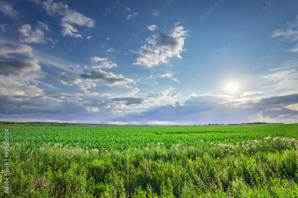 A large field of green grass with a clear blue sky A large field of green grass with a clear blue sky