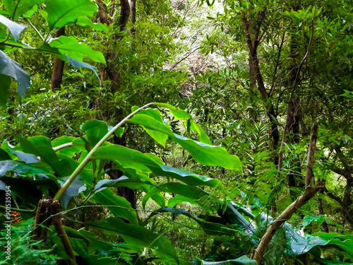 Beautiful nature of tropical forest on Sao Miguel insland. photo