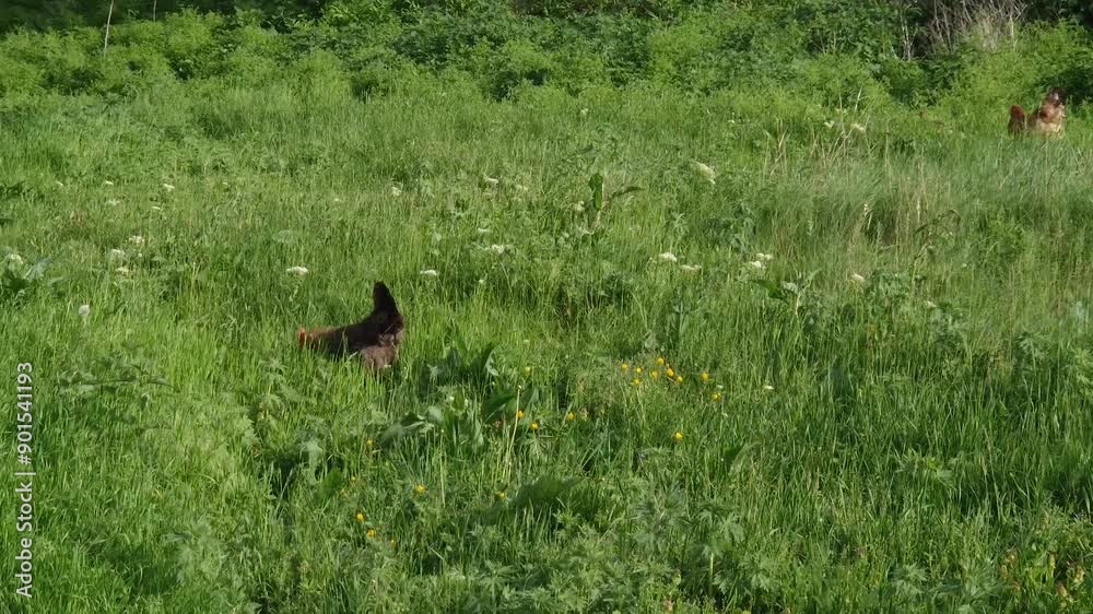 Farm hens outdoors on the pasture grazing green grass Farm hens outdoors on the pasture grazing green grass
