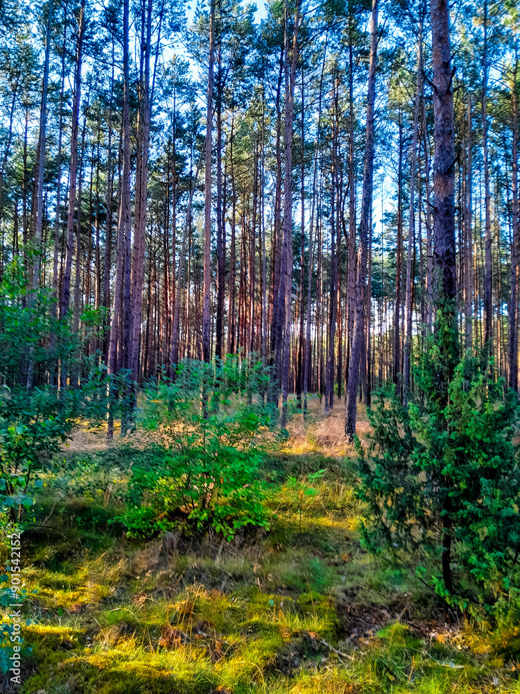 Fototapeta premium Tuchola Forest. Northern Poland