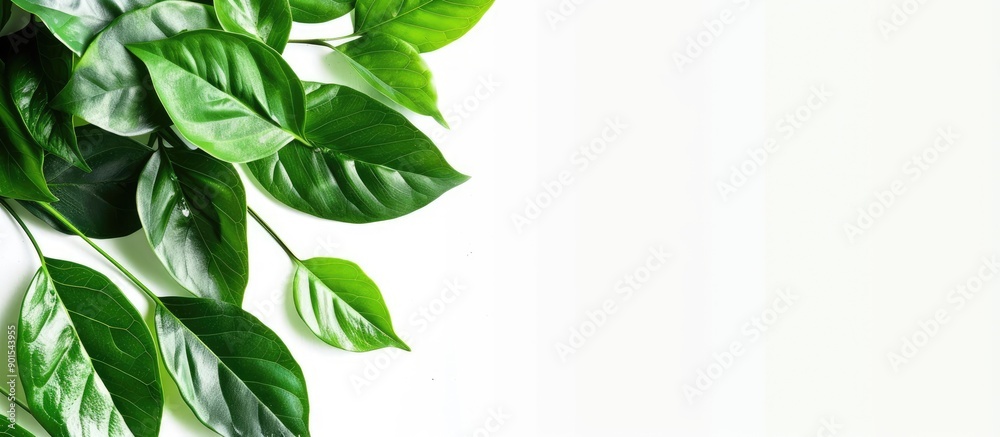 Green leaves isolated with copy space image. Green leaves isolated with copy space image.