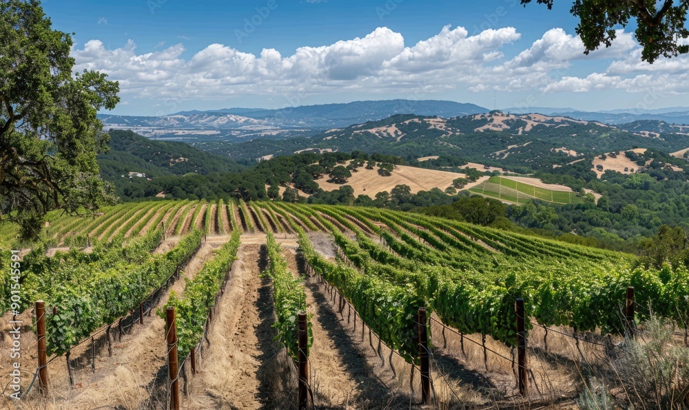 Fototapeta premium Vineyard on a hillside with a view of the valley