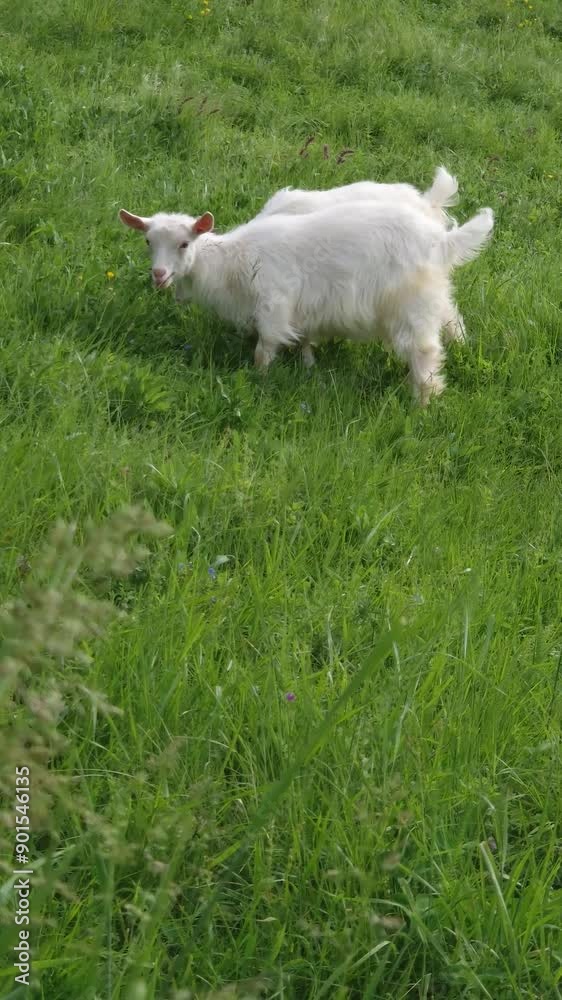 Two white goat kid grazing grass on the fresh green pasture. Idyllic summer meadow with a yeanling eating herbs