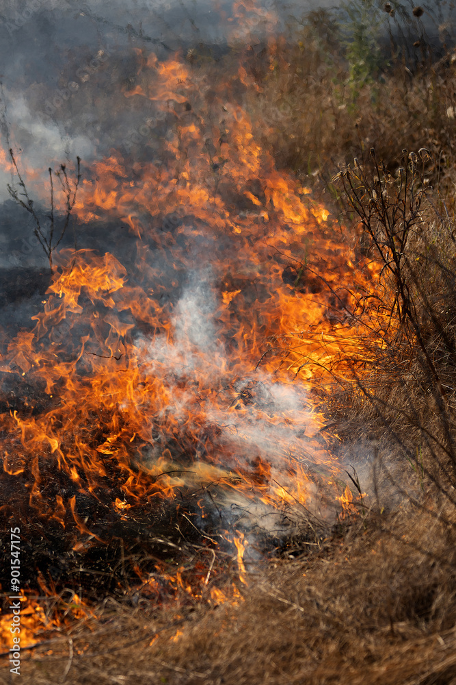 Forest and steppe fires dry completely destroy the fields and steppes during a severe drought. Disaster brings regular damage to nature and economy of region. Lights field with the harvest of wheat Forest and steppe fires dry completely destroy the fields and steppes during a severe drought. Disaster brings regular damage to nature and economy of region. Lights field with the harvest of wheat