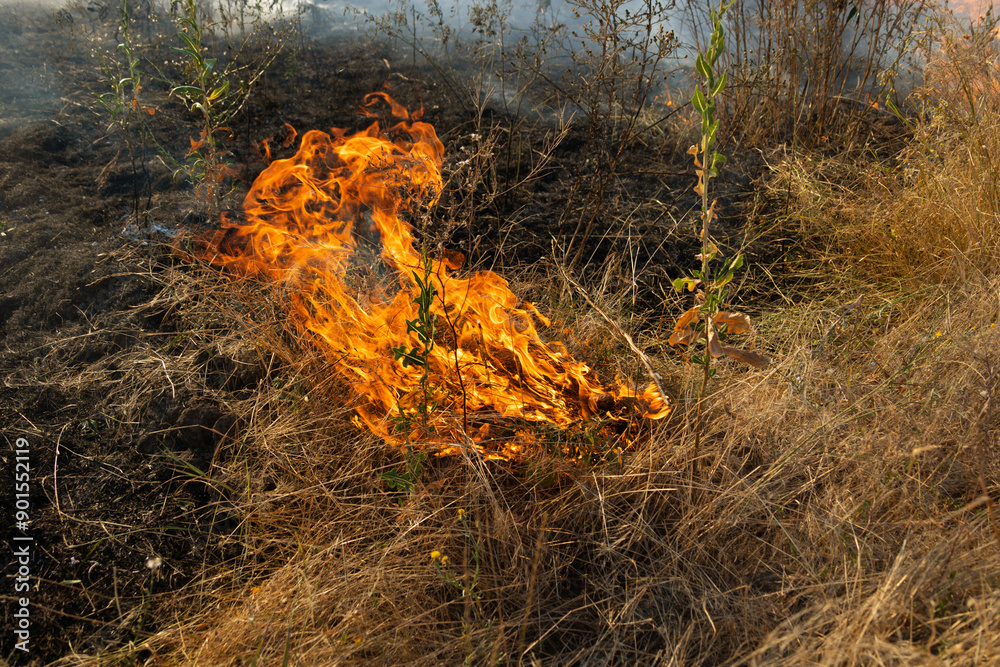 Forest and steppe fires dry completely destroy the fields and steppes during a severe drought. Disaster brings regular damage to nature and economy of region. Lights field with the harvest of wheat Forest and steppe fires dry completely destroy the fields and steppes during a severe drought. Disaster brings regular damage to nature and economy of region. Lights field with the harvest of wheat