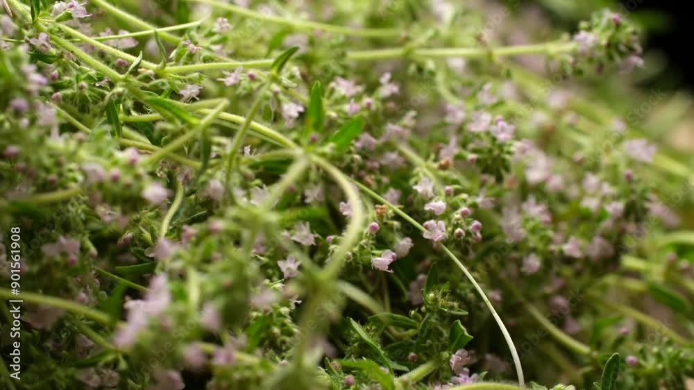 Thyme with tiny flowers adding subtle beauty to plant with soft hue. Pale purple hue of flowers contrasts delicately with green color of leaves Thyme with tiny flowers adding subtle beauty to plant with soft hue. Pale purple hue of flowers contrasts delicately with green color of leaves