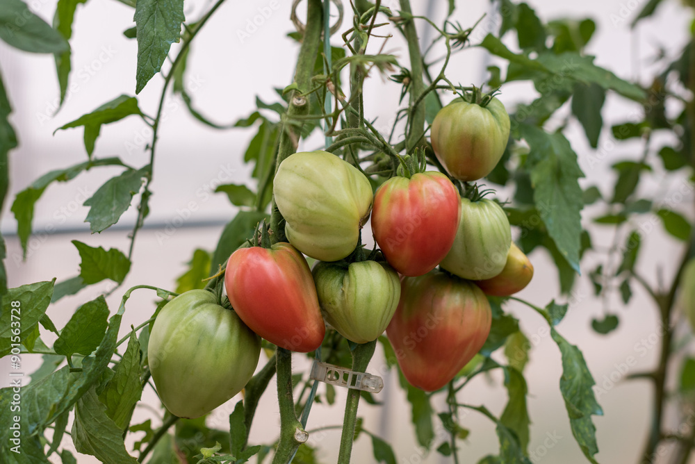 Tomato plant with green and red fruits grown in a greenhouse Tomato plant with green and red fruits grown in a greenhouse