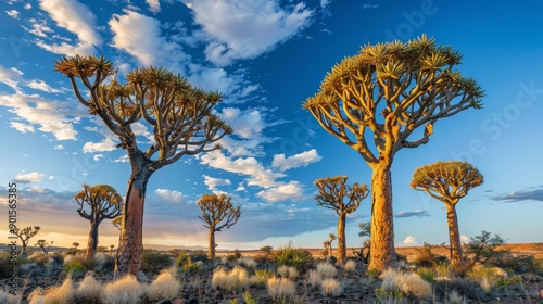 Unique landscape in Namibia with large quiver tree forests, Landscape, Nature, Trees, African