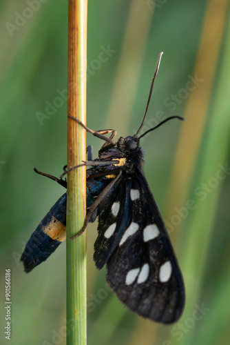 Nine-spotted moth - Amata phegea, beautiful colored moth from European meadows and woodlands, Mikulov, Czech Republic.