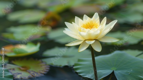 Wallpaper Mural Nelumbo Nucifera. Beautiful Water Lily Lotus Flower in Botanical Summer Scenery Torontodigital.ca