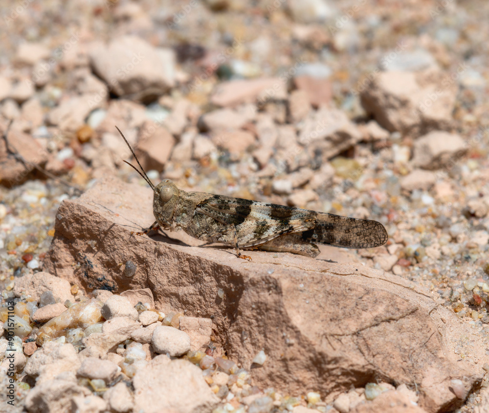Pallid Winged (Trimerotropis pallidipennis) Grasshopper Perched on Rocky Surface in Colorado Pallid Winged (Trimerotropis pallidipennis) Grasshopper Perched on Rocky Surface in Colorado