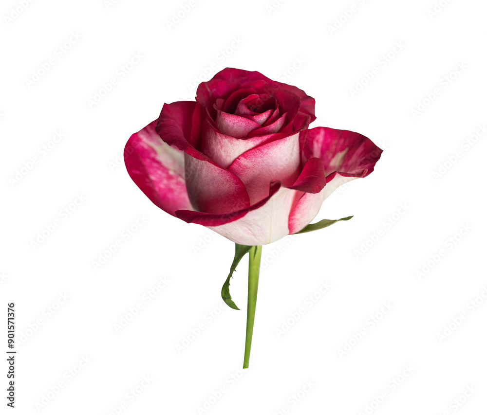 Red rose top view. Beautiful single light flower on stem transparent background. Natural object for design to Valentines Day, mother Day, anniversary, wedding Red rose top view. Beautiful single light flower on stem transparent background. Natural object for design to Valentines Day, mother Day, anniversary, wedding