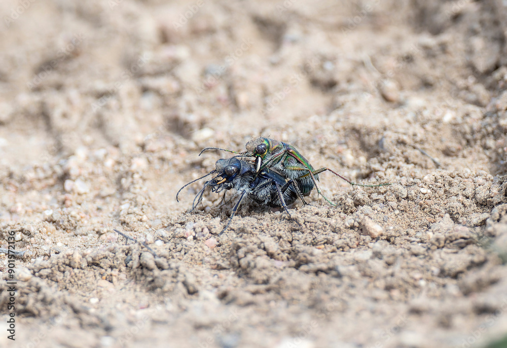 Colorado Purple Tiger Beetles (Cicindela purpurea) Engaged in Copulation on Sandy Soil During Spring Colorado Purple Tiger Beetles (Cicindela purpurea) Engaged in Copulation on Sandy Soil During Spring