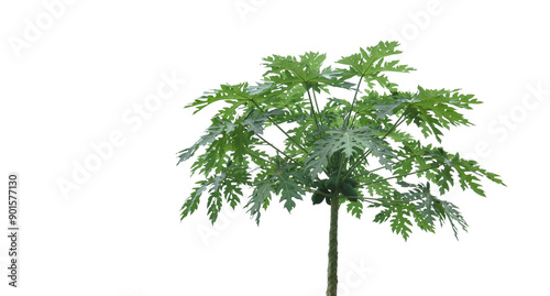 A cut-out of a papaya tree on a white background with clipping paths.