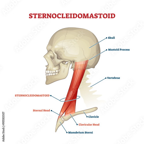 Sternocleidomastoid cervical muscle labeled educational anatomical scheme, transparent background.Head rotation and neck flexion medical explanation illustration.
