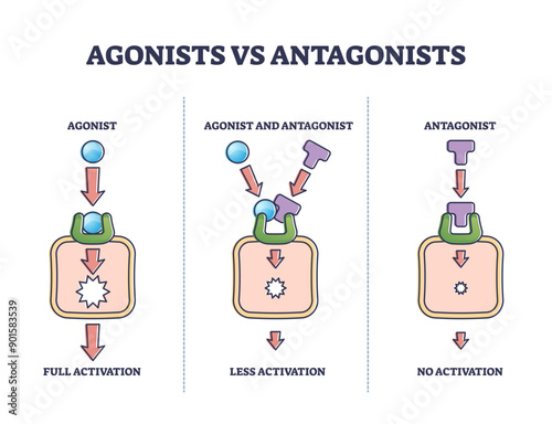 Agonists vs antagonists drugs behavior to receptor activation outline diagram, transparent background. Labeled educational pharmacological compounds effect to block or stimulate body illustration.