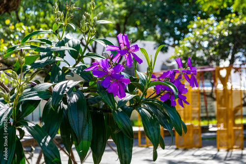 Tree species of the genus Tibouchina granulosa (Quaresmeira). Purple flower. Horizontal. photo