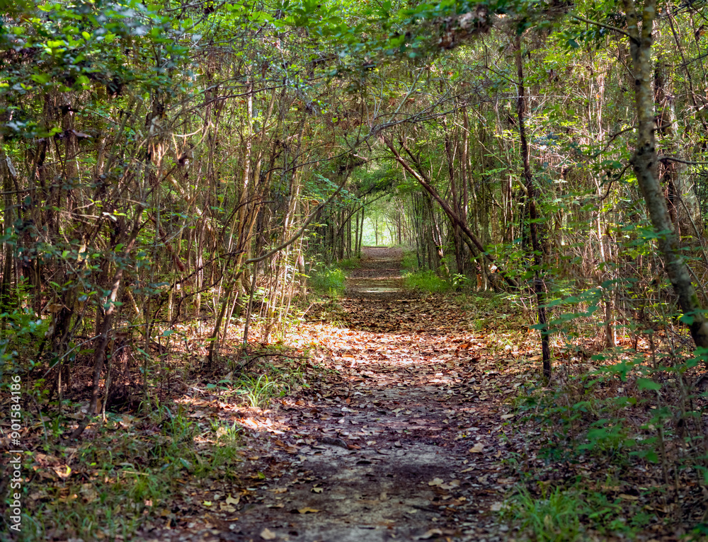 Fototapeta premium Path in the woods with a diminishing perspective