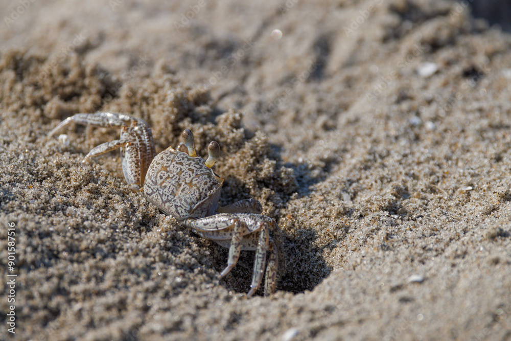 Ghost crab along the sandy seashore. Small crab the burrows in the sand along the coastline. Ghost crab along the sandy seashore. Small crab the burrows in the sand along the coastline.
