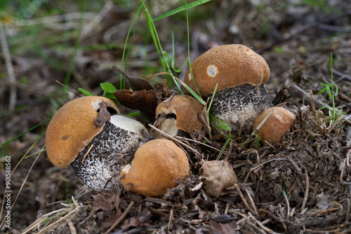 Leccinum versipelle mushroom in the grass. Known as Orange Birch Bolete. Group of wild edible mushroom under birch tree.