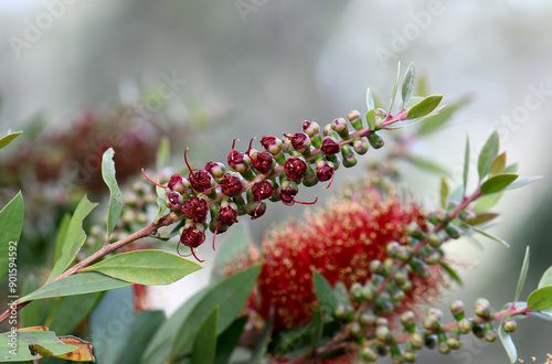 Closeup of unfurling buds of the deep red flower of Australian native gold tipped bottlebrush Callistemon pollandi, family Proteaceae. Endemic to northeastern Queensland. photo