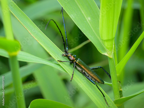 A Musk Beetle resting on a leaf photo