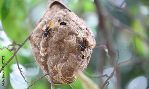 Nido de avispa asiática o avispa velutina en Yogyakarta, Java, Indonesia