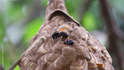 Nido de avispa asiática o avispa velutina en Yogyakarta, Java, Indonesia photo