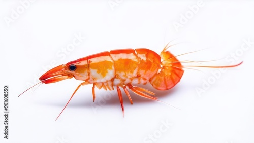 Wallpaper Mural macro photography of the Shrimp on white  background Torontodigital.ca