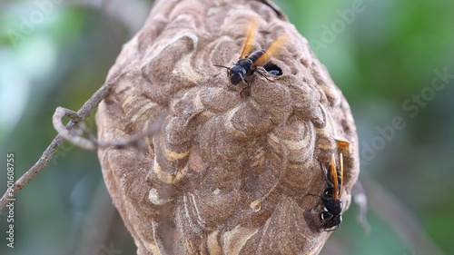 Nido de avispa asiática o avispa velutina en Yogyakarta, Java, Indonesia