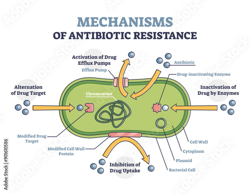 Mechanisms of antibiotic resistance outline diagram, illustrated example, transparent background. Alternation of drug target, activation of drug efflux pumps.
