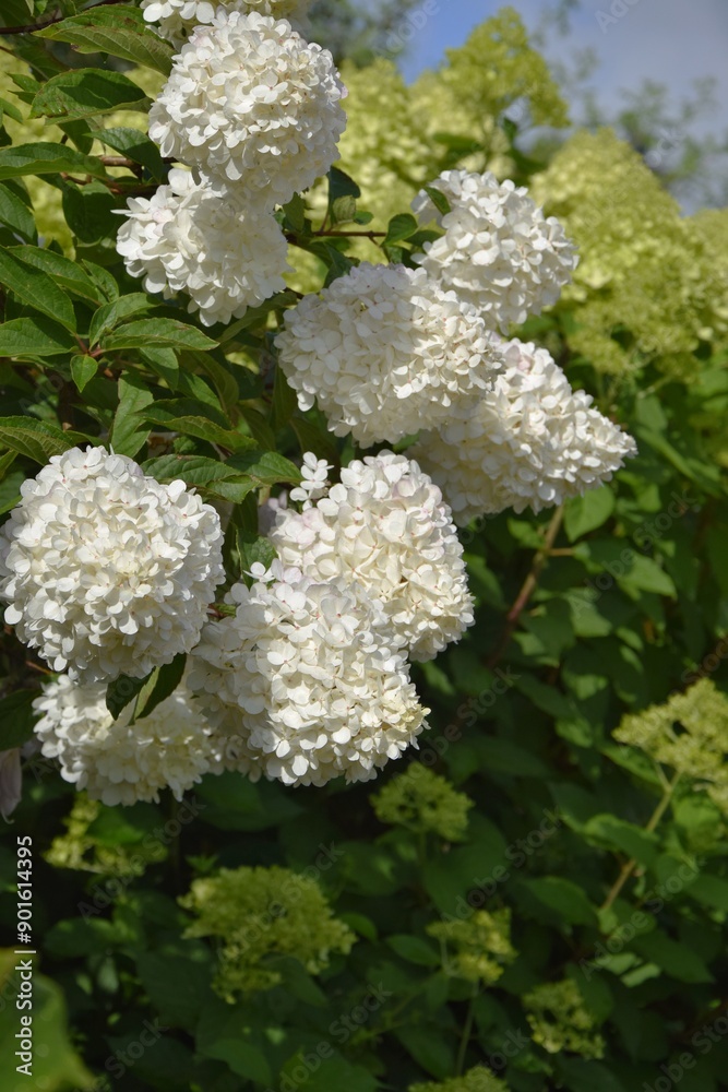 Abundantly blooming white hydrangea against the background of light green hydrangea Abundantly blooming white hydrangea against the background of light green hydrangea