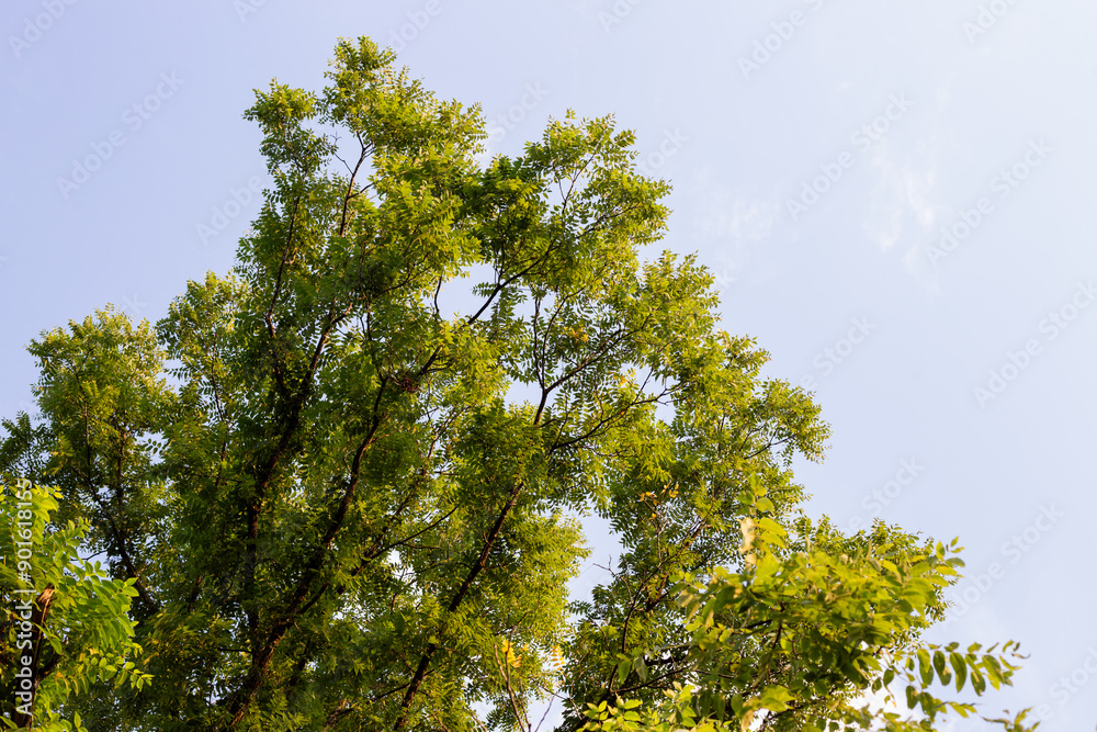 Fototapeta premium Leaves in summer