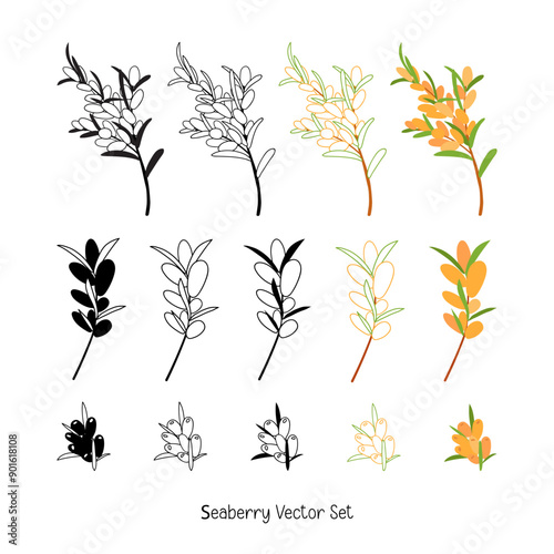 Hippophae sea buckthorn set isolated on white background. sea berry branch black and color illustration collection