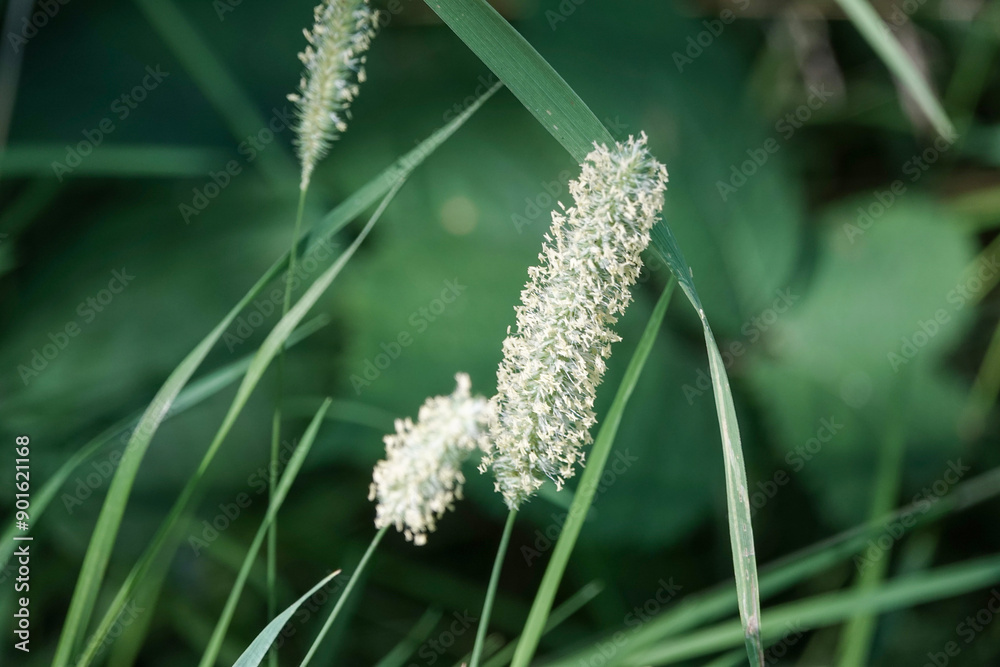 Close up of grass flowers on a summer's day Close up of grass flowers on a summer's day