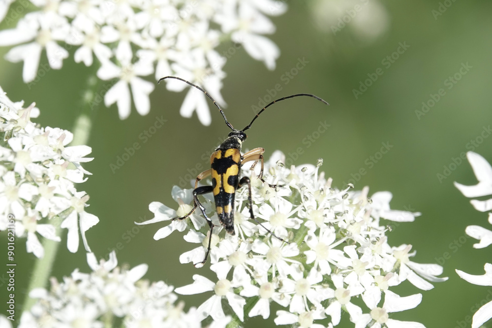 A Spotted Longhorn beetle (Rutpela maculata) feeding on hogweed A Spotted Longhorn beetle (Rutpela maculata) feeding on hogweed