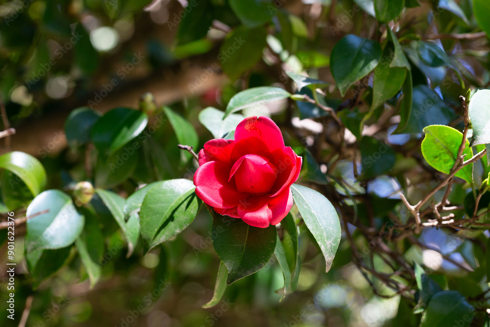 Large mass of deep red Camellia Black Lace flowers in spring Large mass of deep red Camellia Black Lace flowers in spring