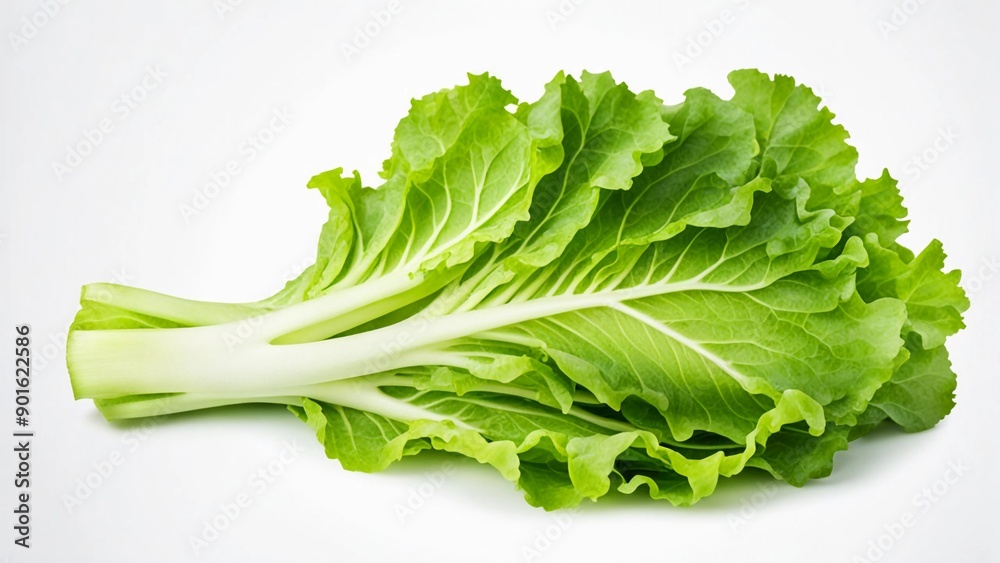 salad, lettuce leaf, isolated on white background, clipping path, isolated on a white background salad, lettuce leaf, isolated on white background, clipping path, isolated on a white background