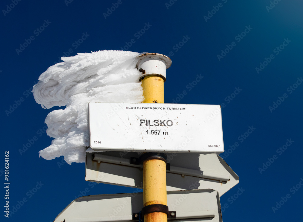 Pointer on Mount Pilsko, Slovakia