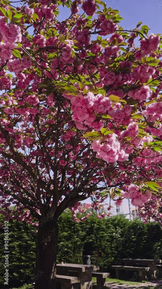 Pink Blossom Tree in a Park with Benches Pink Blossom Tree in a Park with Benches