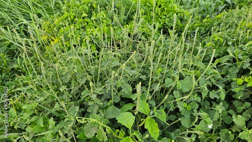 Slika na platnu chaff-flower, prickly chaff flower, devil's horsewhip, is a species of plant