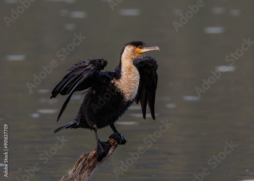 White-breasted cormorant drying its wings on a branch after a dive
