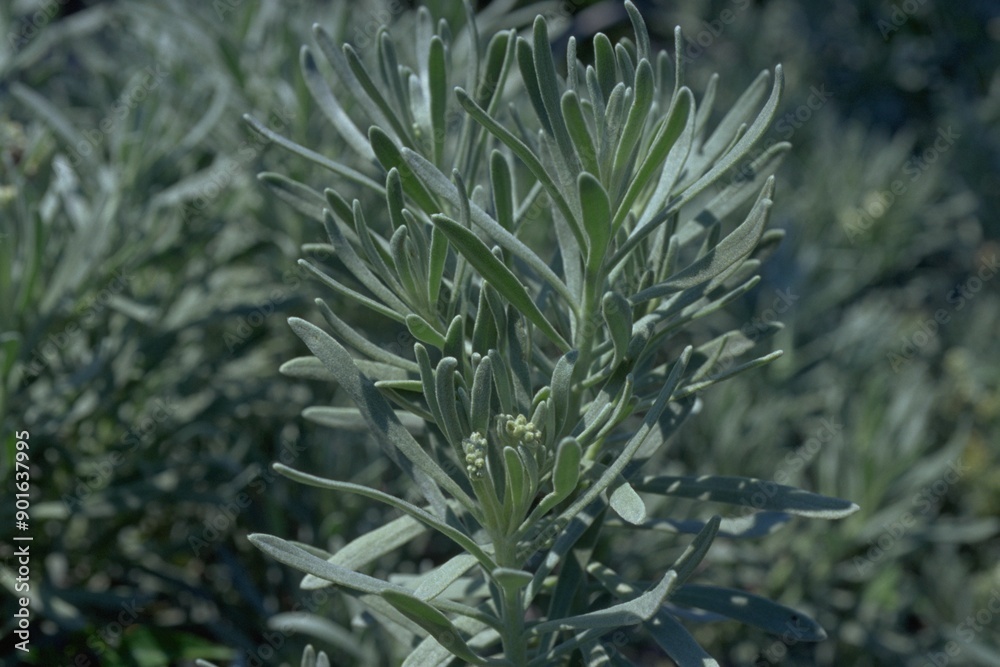 Argusia gnaphalodes (Mallotonia gnaphalodes) - Sea Lavender
Argusia gnaphalodes (Mallotonia gnaphalodes) - Sea Lavender