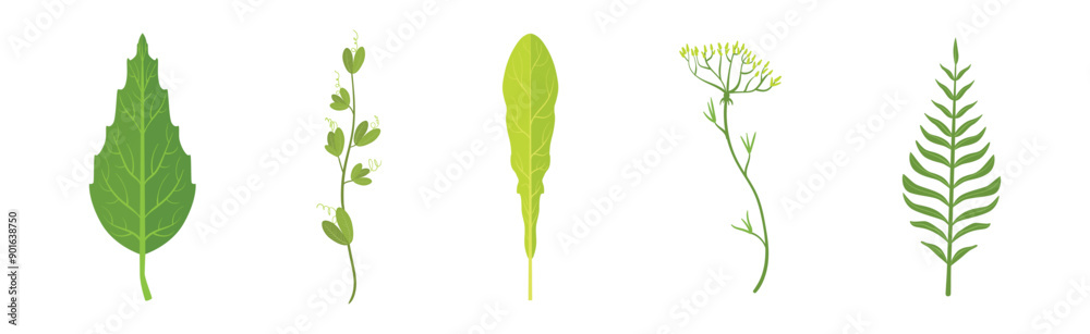Green Leaf Stem and Stalk as Foliage Vector Set Green Leaf Stem and Stalk as Foliage Vector Set