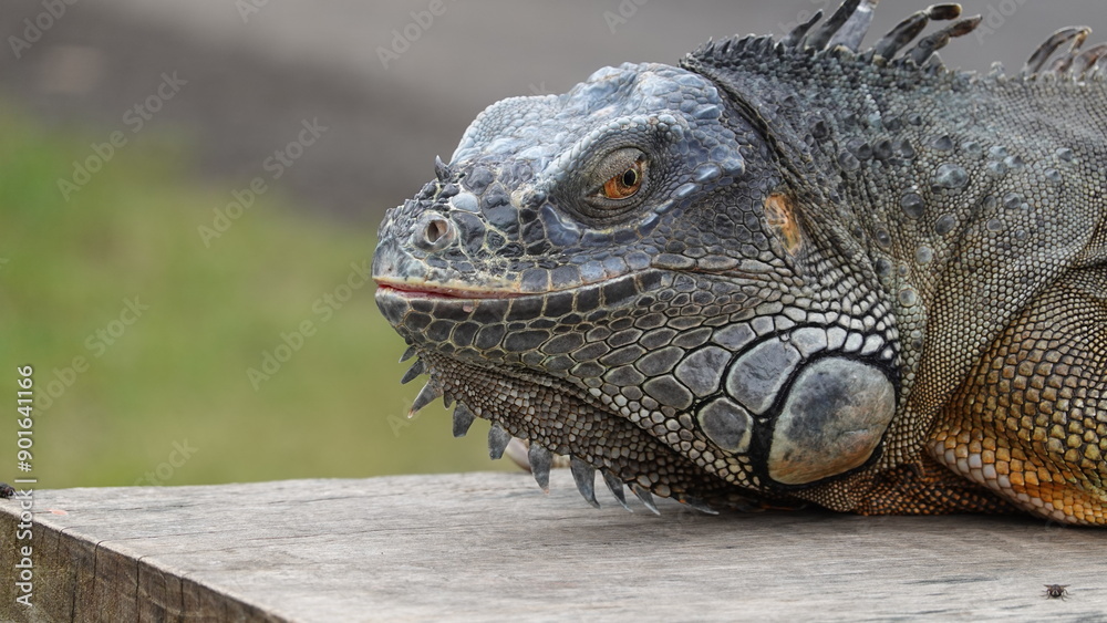 Fototapeta premium Iguana en la isla de Bali, Indonesia
