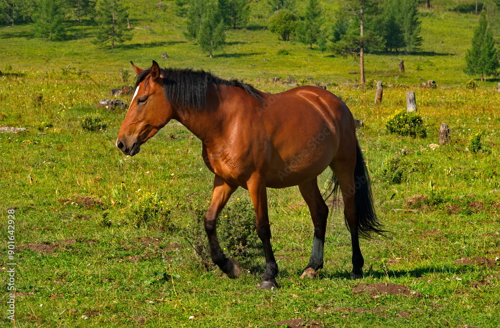 Russia. mountain Altai. Peacefully grazing horses in the cedar forest on the Seminsky pass of the Chui tract. Russia. mountain Altai. Peacefully grazing horses in the cedar forest on the Seminsky pass of the Chui tract.