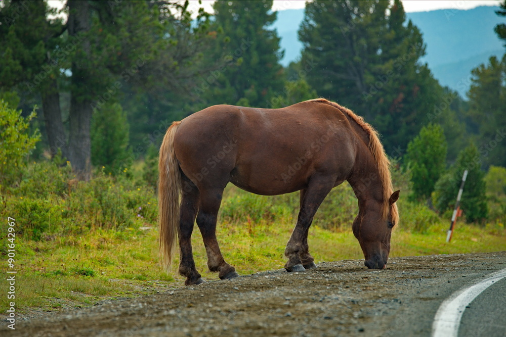 Russia. mountain Altai. Peacefully grazing horses in the cedar forest on the Seminsky pass of the Chui tract. Russia. mountain Altai. Peacefully grazing horses in the cedar forest on the Seminsky pass of the Chui tract.