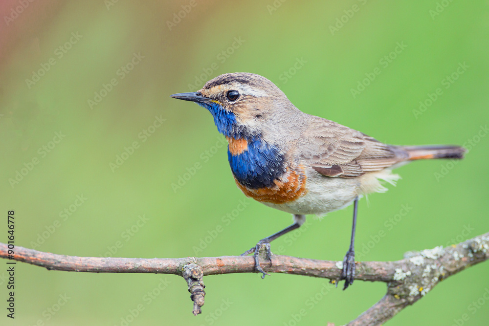 Bluethroat, Luscinia svecica. A singing bird sits on a beautiful branch Bluethroat, Luscinia svecica. A singing bird sits on a beautiful branch