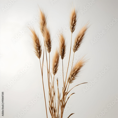 A cinematic photo of dried hare's-tail grass in a flat lay arrangement